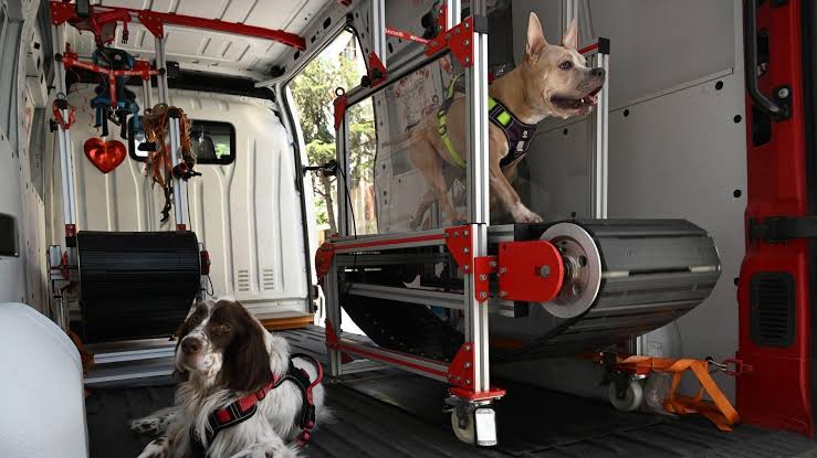 Due cani nel van palestra ZampaFit