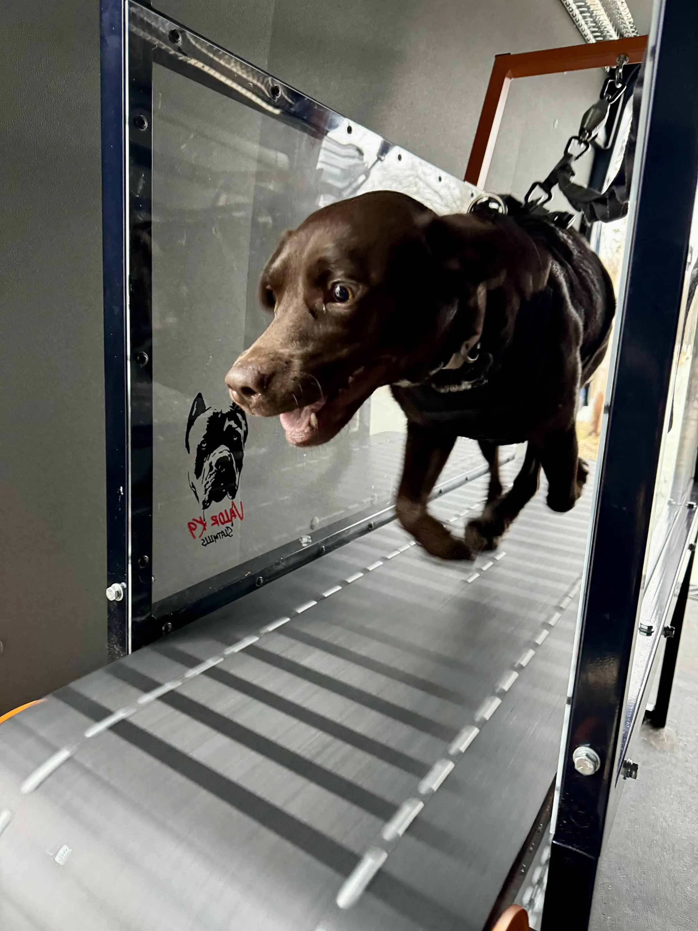 Labrador corre sul tapis roulant professionale per cani