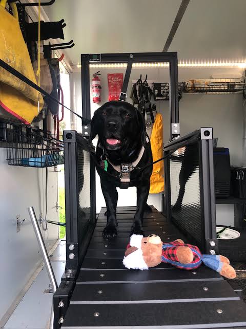 Labrador nero durante la seduta di allenamento