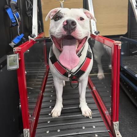 Cane felice sul tapis roulant durante l'allenamento